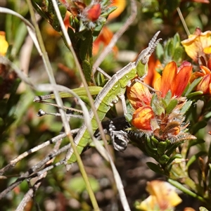 Keyacris scurra (Key's Matchstick Grasshopper) at Bendoura, NSW by RobG1