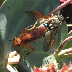 Pseudoperga guerinii (A sawfly) at Booth, ACT - 3 Jan 2025 by JohnBundock