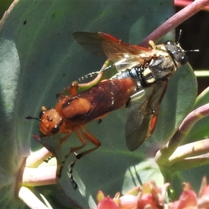 Pseudoperga lewisii (A Sawfly) at Booth, ACT by JohnBundock