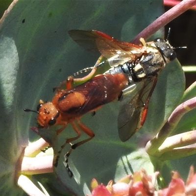 Pseudoperga guerinii (A sawfly) at Booth, ACT - 3 Jan 2025 by JohnBundock