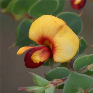 Pultenaea spinosa (Spiny Bush-pea, Grey Bush-pea) at Manton, NSW by ConBoekel