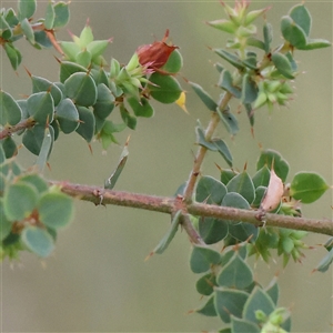 Pultenaea spinosa at Manton, NSW - 2 Jan 2025 07:14 AM