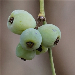 Cassytha melantha (Coarse Dodder-Laurel) at Manton, NSW - 1 Jan 2025 by ConBoekel