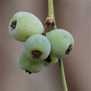 Cassytha melantha (Coarse Dodder-Laurel) at Manton, NSW by ConBoekel