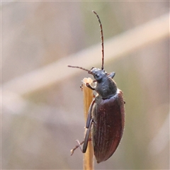 Homotrysis cisteloides (Darkling beetle) at Manton, NSW - 2 Jan 2025 by ConBoekel