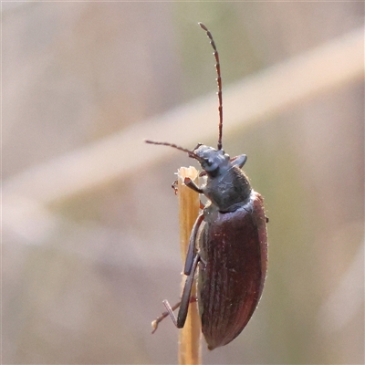 Homotrysis cisteloides (Darkling beetle) at Manton, NSW - 2 Jan 2025 by ConBoekel