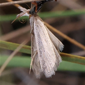 Faveria tritalis (Couchgrass Webworm) at Manton, NSW by ConBoekel