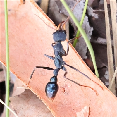 Myrmecia tarsata (Bull ant or Bulldog ant) at Manton, NSW - 2 Jan 2025 by ConBoekel