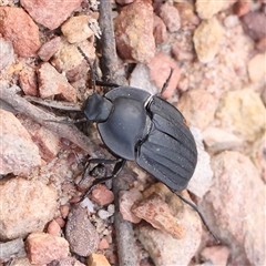 Celibe striatipennis at Manton, NSW - 2 Jan 2025 by ConBoekel