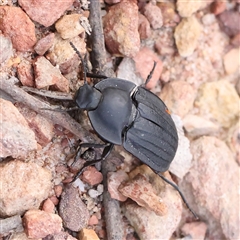 Celibe striatipennis at Manton, NSW - 1 Jan 2025 by ConBoekel