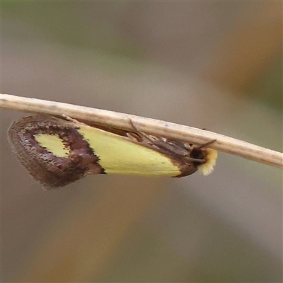 Edosa fraudulens (Tineidae) at Manton, NSW - 2 Jan 2025 by ConBoekel