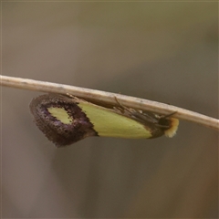 Edosa fraudulens at Manton, NSW - 2 Jan 2025 07:46 AM