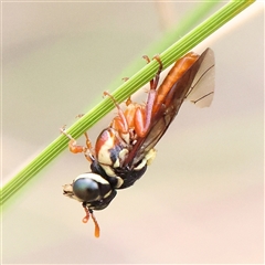 Pergagrapta latreillii (Sawfly) at Manton, NSW - 2 Jan 2025 by ConBoekel