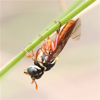 Pergagrapta latreillii (Sawfly) at Manton, NSW - 2 Jan 2025 by ConBoekel