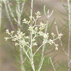Cassinia laevis (Cough Bush) at Manton, NSW - 2 Jan 2025 by ConBoekel