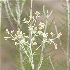 Cassinia hewsoniae at Manton, NSW - 1 Jan 2025 by ConBoekel