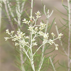 Cassinia hewsoniae at Manton, NSW by ConBoekel