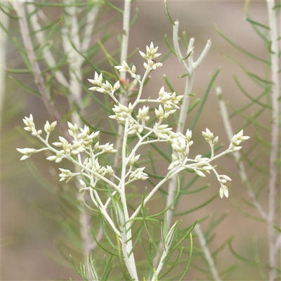 Cassinia laevis (Cough Bush) at Manton, NSW - 2 Jan 2025 by ConBoekel