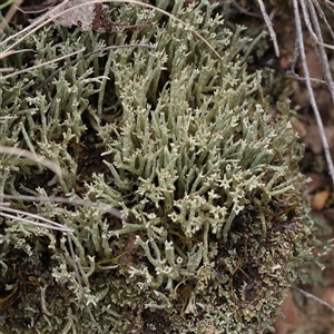 Cladonia sp. (genus) (Cup Lichen) at Manton, NSW by ConBoekel