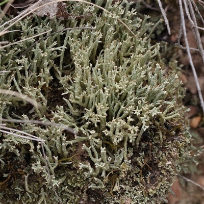 Cladonia sp. (genus) (Cup Lichen) at Manton, NSW - 2 Jan 2025 by ConBoekel