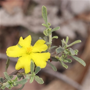 Hibbertia obtusifolia (Grey Guinea-flower) at Manton, NSW by ConBoekel