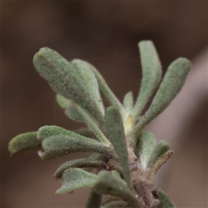 Hibbertia obtusifolia at Manton, NSW - 2 Jan 2025 07:57 AM