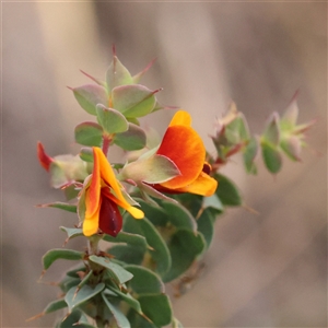 Pultenaea spinosa (Spiny Bush-pea, Grey Bush-pea) at Manton, NSW by ConBoekel