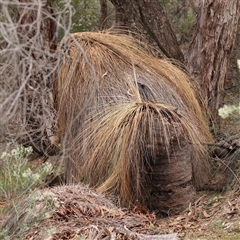 Xanthorrhoea glauca subsp. angustifolia (Grey Grass-tree) at Manton, NSW - 2 Jan 2025 by ConBoekel