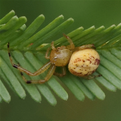 Thomisidae (family) (Unidentified Crab spider or Flower spider) at Manton, NSW - 2 Jan 2025 by ConBoekel