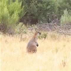 Notamacropus rufogriseus (Red-necked Wallaby) at Manton, NSW - 1 Jan 2025 by ConBoekel