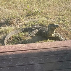 Varanus varius (Lace Monitor) at Kangaroo Valley, NSW - 4 Jan 2025 by lbradley