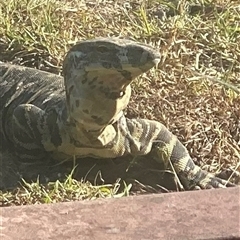 Varanus varius at Kangaroo Valley, NSW - suppressed