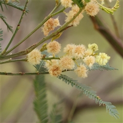 Acacia parramattensis (Parramatta Green Wattle) at Lade Vale, NSW - 2 Jan 2025 by ConBoekel