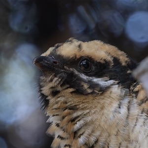 Eudynamys orientalis at Fyshwick, ACT - 3 Jan 2025 11:03 AM