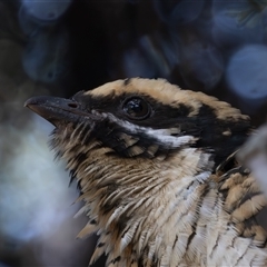 Eudynamys orientalis at Fyshwick, ACT - 3 Jan 2025 11:03 AM