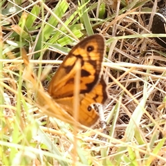 Heteronympha merope (Common Brown Butterfly) at Manton, NSW - 2 Jan 2025 by ConBoekel