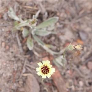 Tolpis barbata (Yellow Hawkweed) at Manton, NSW by ConBoekel