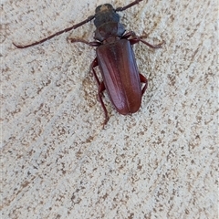 Cacodacnus planicollis (Wandering Hills Longhorn) at Burrumbeet, VIC - 4 Jan 2025 by JanLC