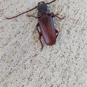 Unidentified Longhorn beetle (Cerambycidae) at Burrumbeet, VIC by JanLC