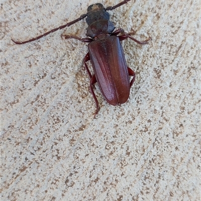 Unidentified Longhorn beetle (Cerambycidae) at Burrumbeet, VIC - 3 Jan 2025 by JanLC