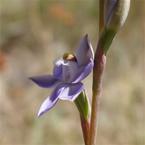 Thelymitra peniculata (Blue Star Sun-orchid) at Bendoura, NSW by RobG1