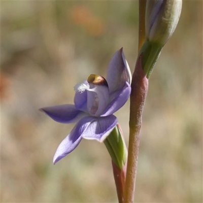 Thelymitra peniculata (Blue Star Sun-orchid) at Bendoura, NSW - 30 Oct 2024 by RobG1