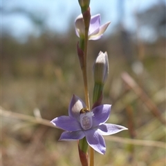 Thelymitra peniculata at Bendoura, NSW - suppressed