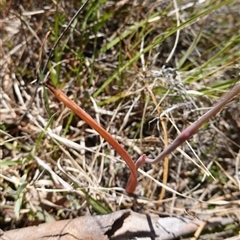 Thelymitra peniculata at Bendoura, NSW - suppressed