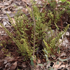 Cheilanthes sieberi (Rock Fern) at Manton, NSW - 1 Jan 2025 by ConBoekel