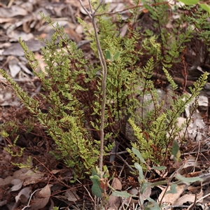 Cheilanthes sieberi (Rock Fern) at Manton, NSW by ConBoekel