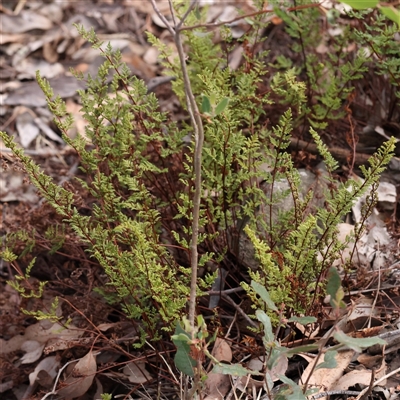 Cheilanthes sieberi (Rock Fern) at Manton, NSW - 2 Jan 2025 by ConBoekel