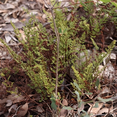 Cheilanthes sieberi (Rock Fern) at Manton, NSW - 1 Jan 2025 by ConBoekel