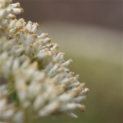 Cassinia longifolia (Shiny Cassinia, Cauliflower Bush) at Manton, NSW - 2 Jan 2025 by ConBoekel