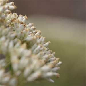 Cassinia longifolia (Shiny Cassinia, Cauliflower Bush) at Manton, NSW by ConBoekel